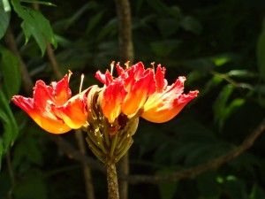 Martinique, île aux fleurs